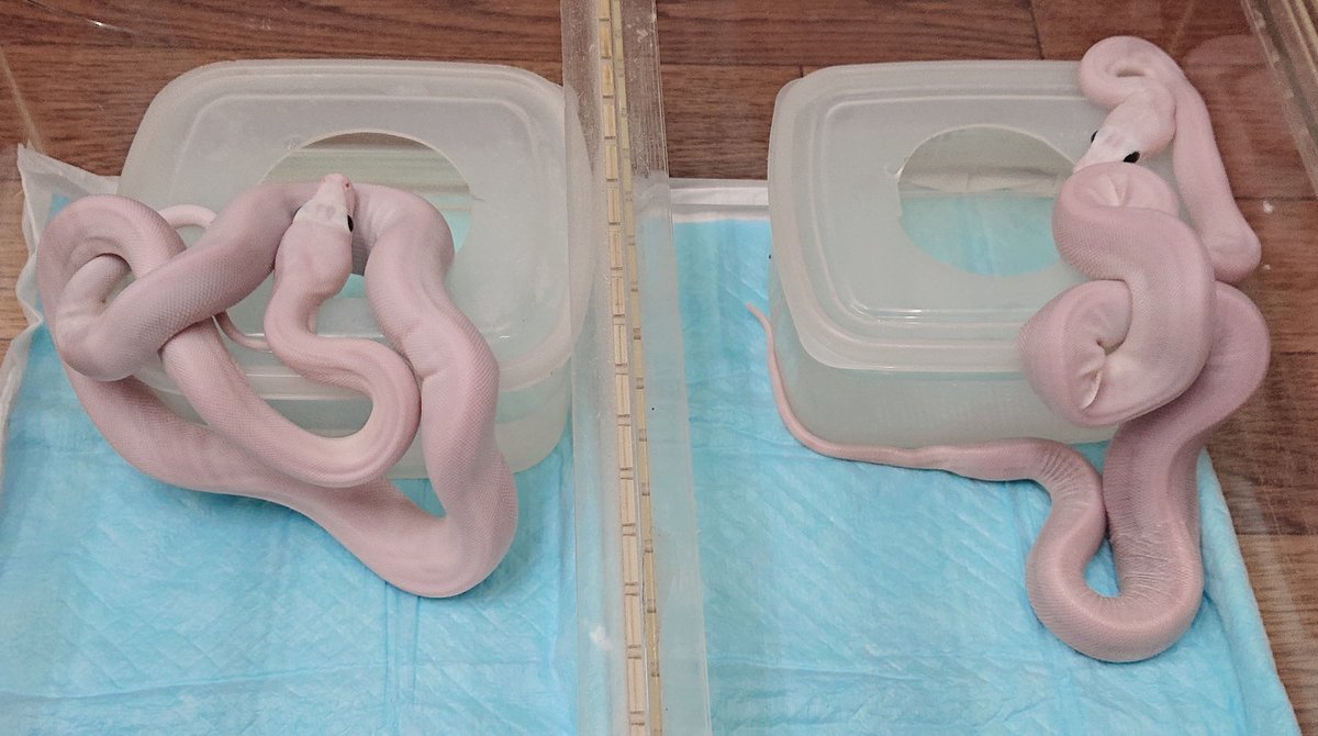 kennyibaraki's tweet image. bacan blackeye leucistic
reticulatedpython pair
※スーパーファイアではありません
素手で触れるのがおそれ多いほどです🙏
#retic
#reticulatedpython
#レティック
#アミメニシキヘビ
#特定動物
#Malayopythonreticulatus