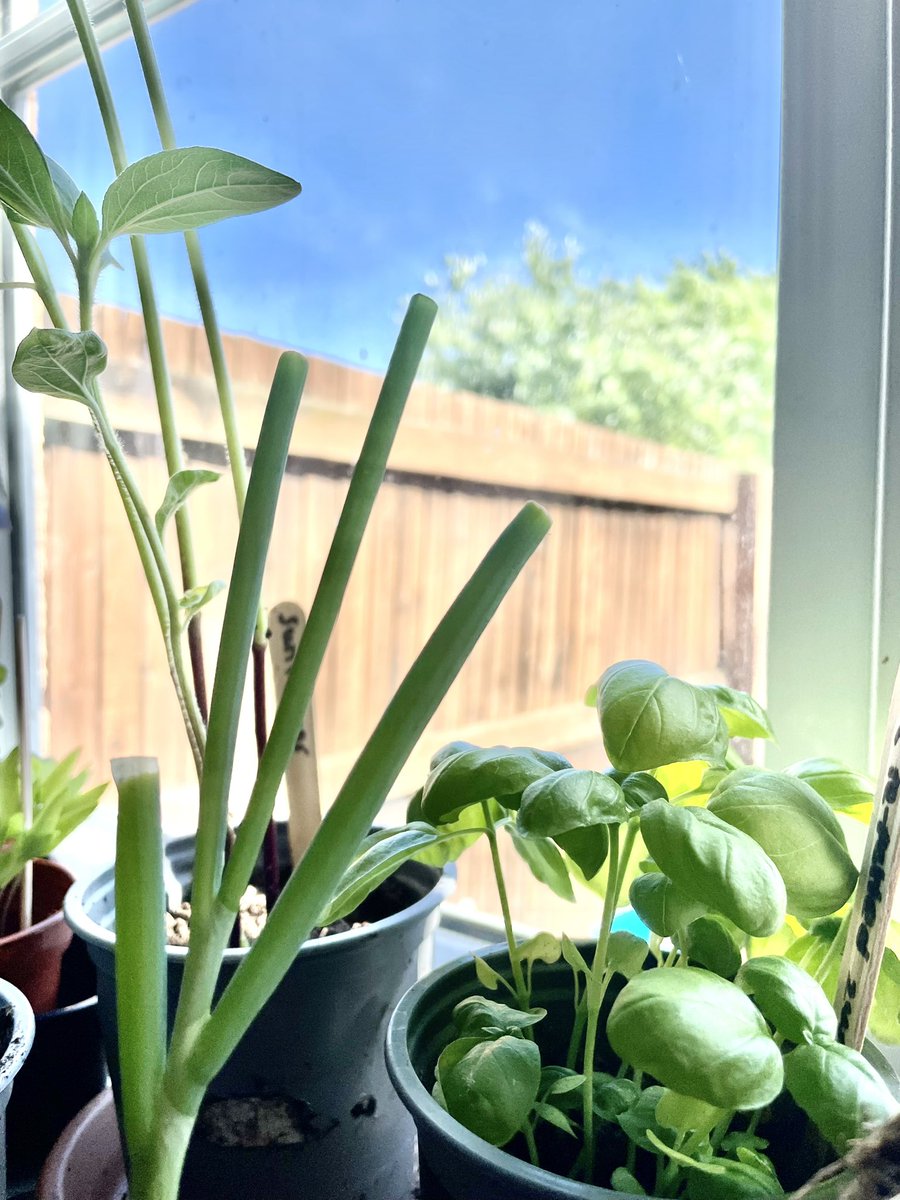 When a millennial meets plant life! 🪴

Conversations with my grandparents are so much richer with so much more in common! I’ve learned a lot of growing tips from them! 

#gardenlife #relax #gardening #planting #flowers