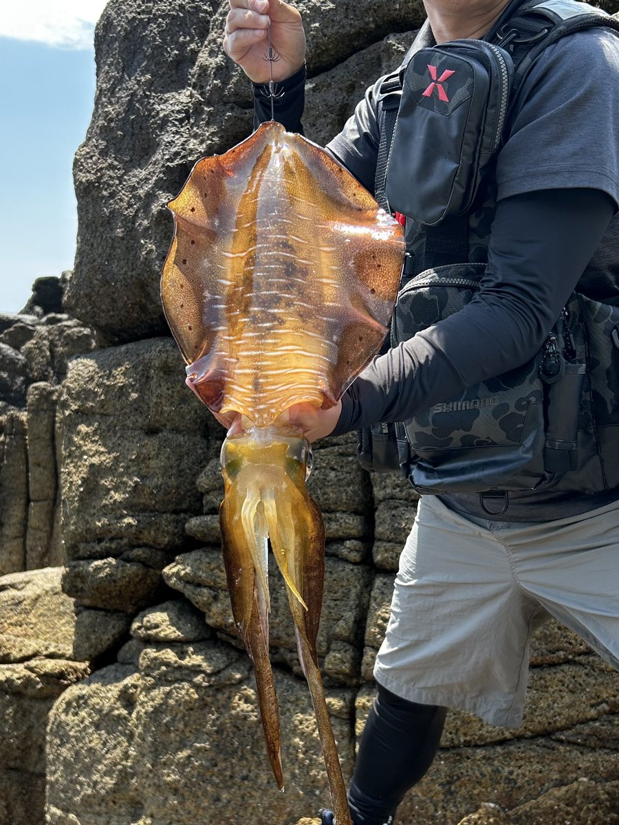 春イカGET！
しょぼいけど、自己記録更新の1.3kg