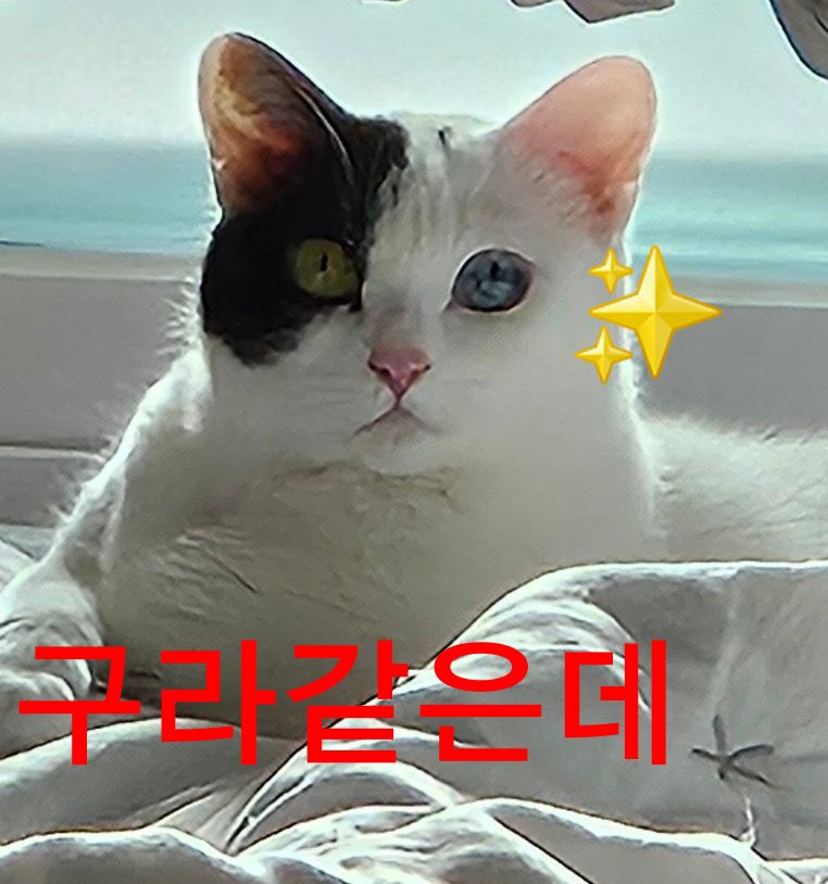 gingercat0801's tweet photo. 짤을 선물 받았습니다ㅠㅠ
저희집 고양이가 밈이 되다니 다소 충격이고 웃기네요
🥹✨….. https://t.co/zKMtwhAbVg
