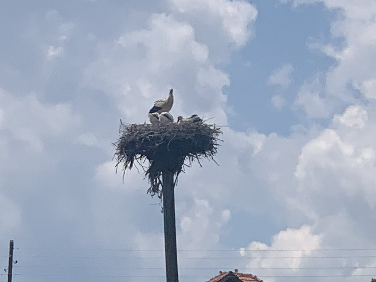 Medin_Halilovic's tweet image. “Naši lejleci”, Kamešnica, Pešter, Sandžak
#sandžak #pešter #rode #leylek