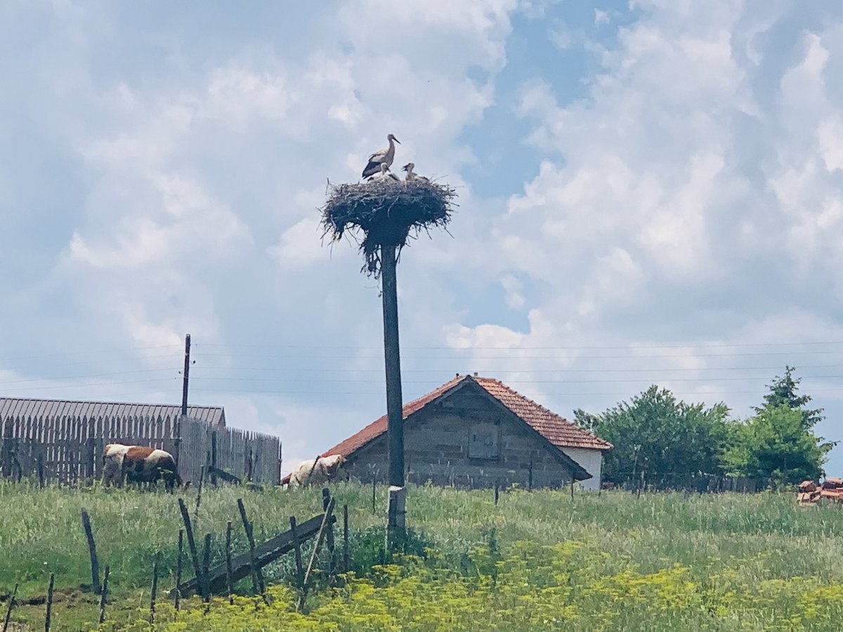 Medin_Halilovic's tweet image. “Naši lejleci”, Kamešnica, Pešter, Sandžak
#sandžak #pešter #rode #leylek