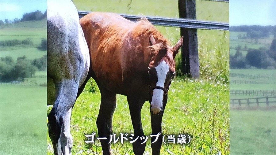 ポイントフラッグの2009ほんと好き