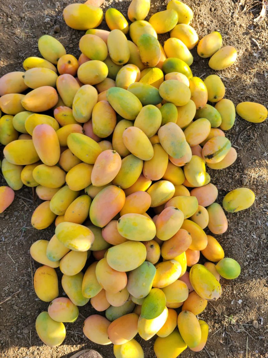 priyarthgroup's tweet photo. Kutch Kesar Mango 
Order Now 
https://t.co/rg9JCgNE4w https://t.co/JrhD6C8zaM