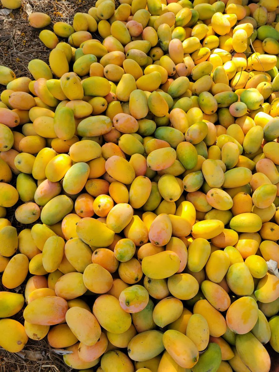 priyarthgroup's tweet photo. Kutch Kesar Mango 
Order Now 
https://t.co/rg9JCgNE4w https://t.co/JrhD6C8zaM