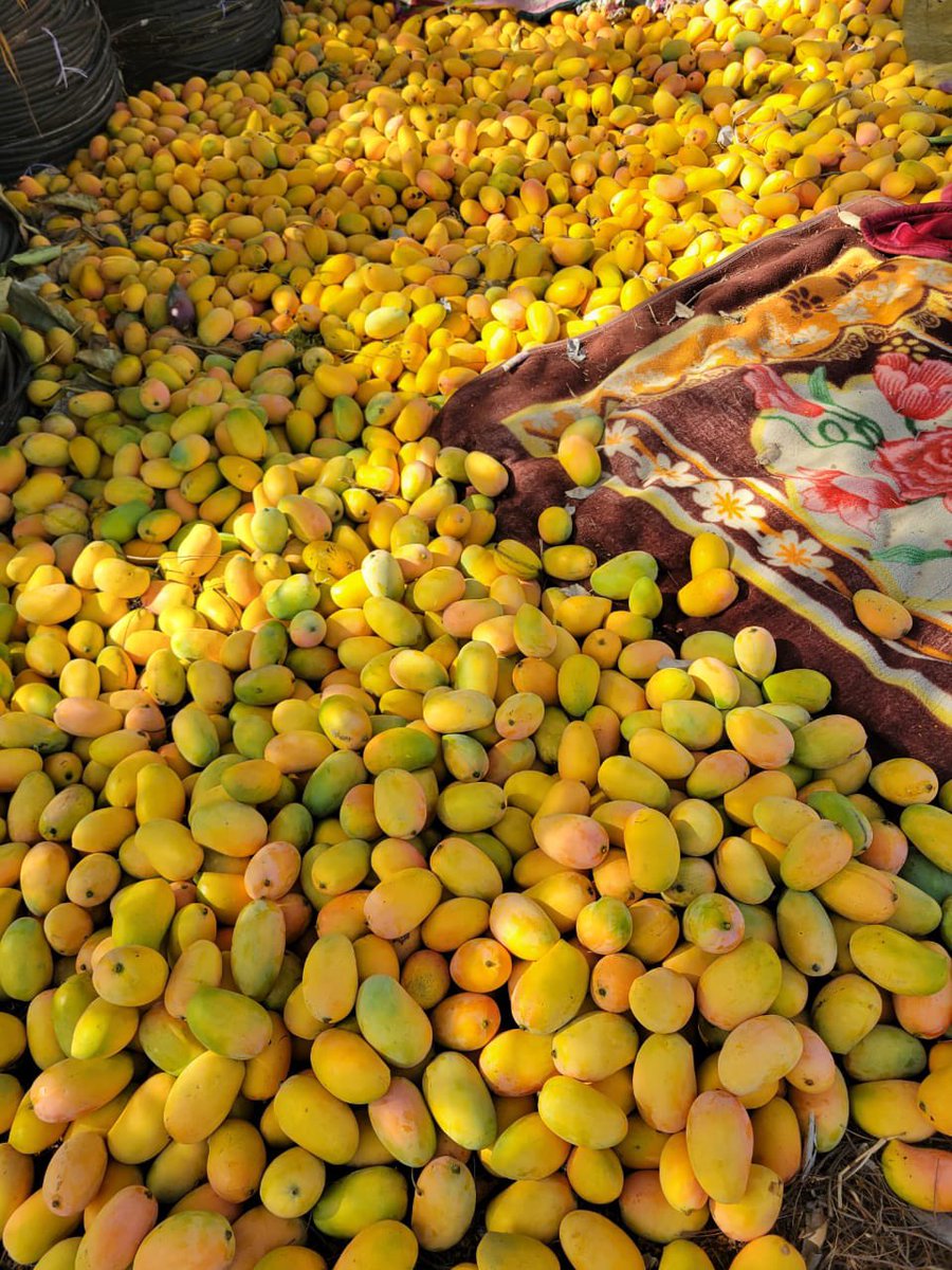 priyarthgroup's tweet photo. Kutch Kesar Mango 
Order Now 
https://t.co/rg9JCgNE4w https://t.co/JrhD6C8zaM