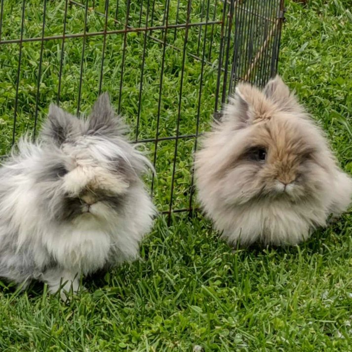 RabbitoftheDay's tweet photo. 📅 20th June 2024
🐰 Scot and Joe
🏷️ Instagram/bunssb
💕 #animaloftheday https://t.co/AgMl6p3y6U