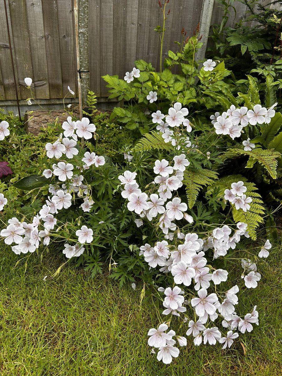 I’m enjoying the flower displays from the hardy geraniums. Hope the sun is shiny for you even just intermittently #gardens #gardening