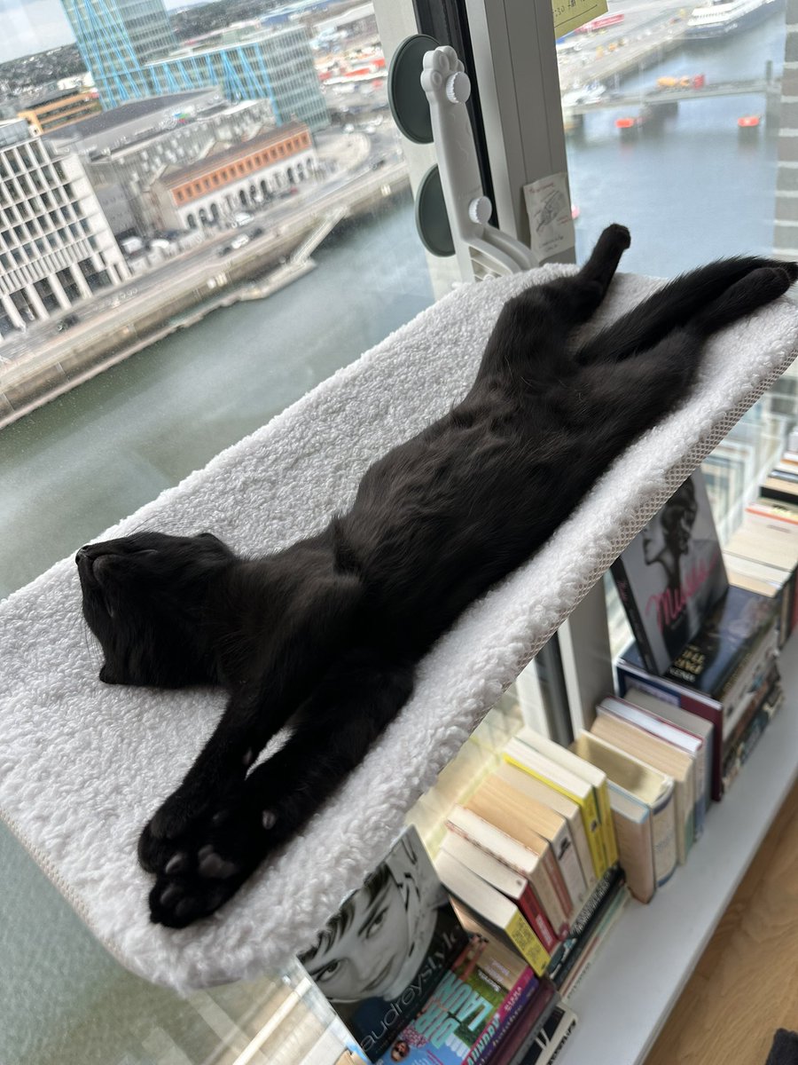 KOAbstractArt's tweet photo. Pov of a 3 months old kitten living the life.. rent-free. View included ( also gratis ) #cats https://t.co/3Rdjf99OFR