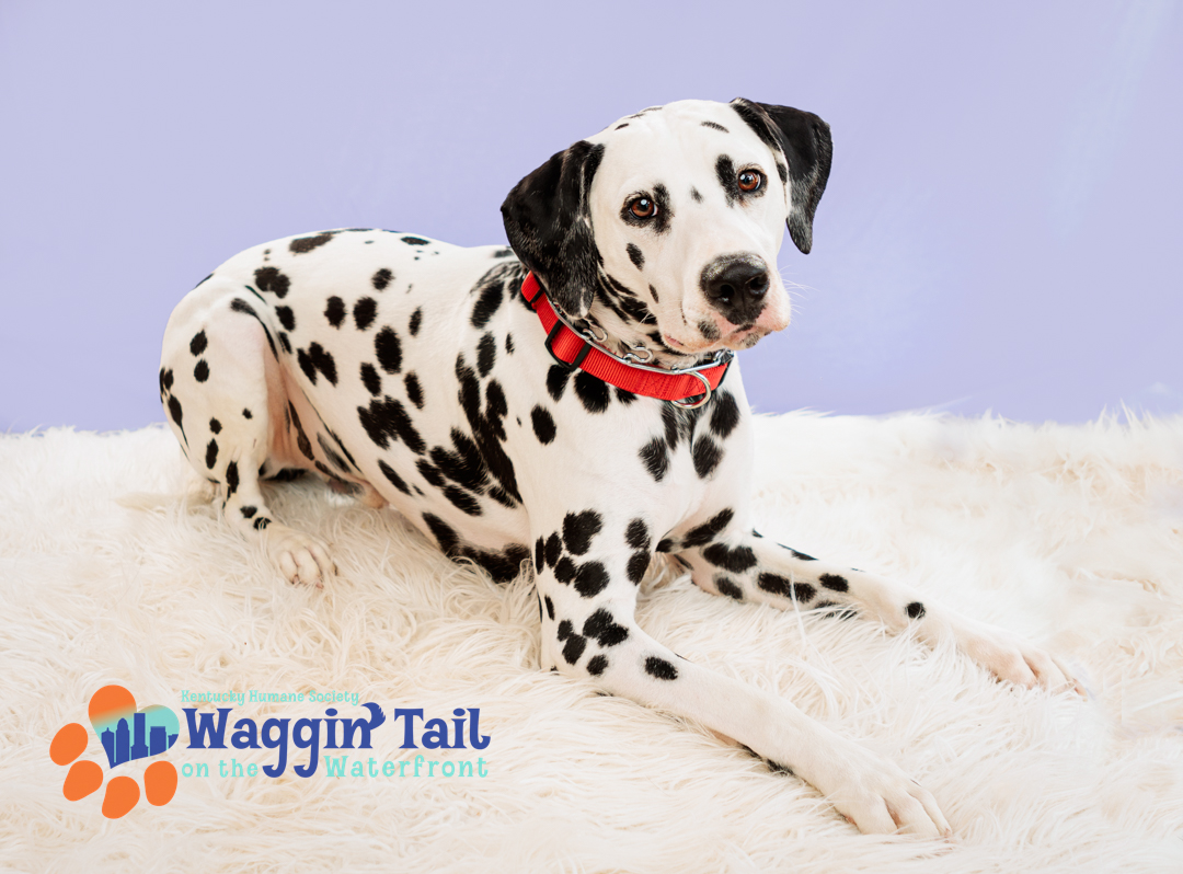 JenniferSchoeneggePhotography (@jenschoenegge) on Twitter photo Thank you to everyone who attended <a href="/kyhumane/">KY Humane Society</a> Waggin' Tail on the Waterfront! Pet Portraits available at jenniferschoenegge.com/Louisville-KY-β¦
#kyhumanesociety #waggintail #dogfestival #louisvilleKY #louisvillepetphotographer #jschoeneggephotography #louisvillephotographer #kyhumane #khs Thank you to everyone who attended <a href="/kyhumane/">KY Humane Society</a> Waggin' Tail on the Waterfront! Pet Portraits available at jenniferschoenegge.com/Louisville-KY-β¦
#kyhumanesociety #waggintail #dogfestival #louisvilleKY #louisvillepetphotographer #jschoeneggephotography #louisvillephotographer #kyhumane #khs
