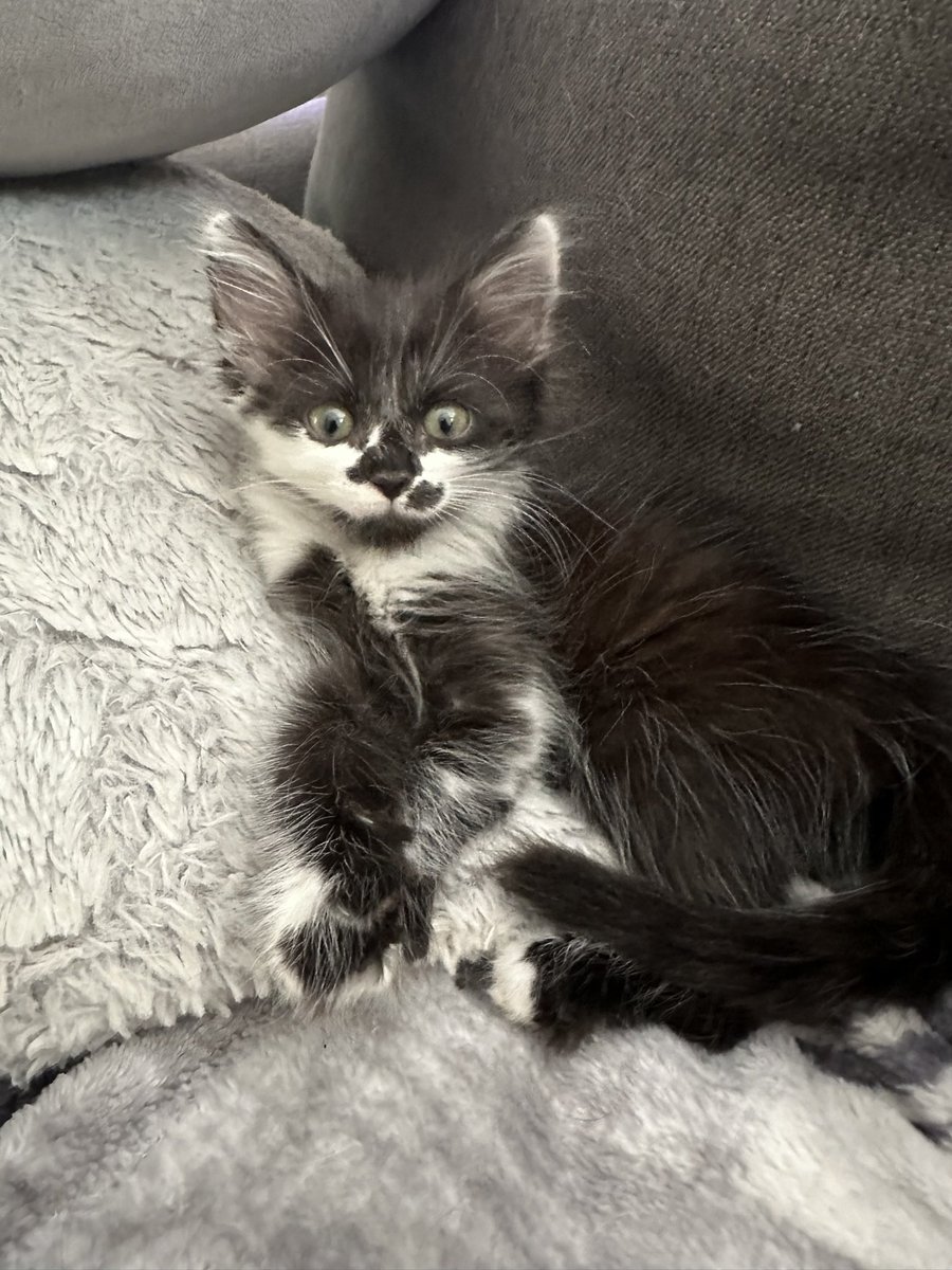 So I nickednamed him…Bolter <a href="/taylorswift13/">Taylor Swift</a> #TTPD #TheBolter