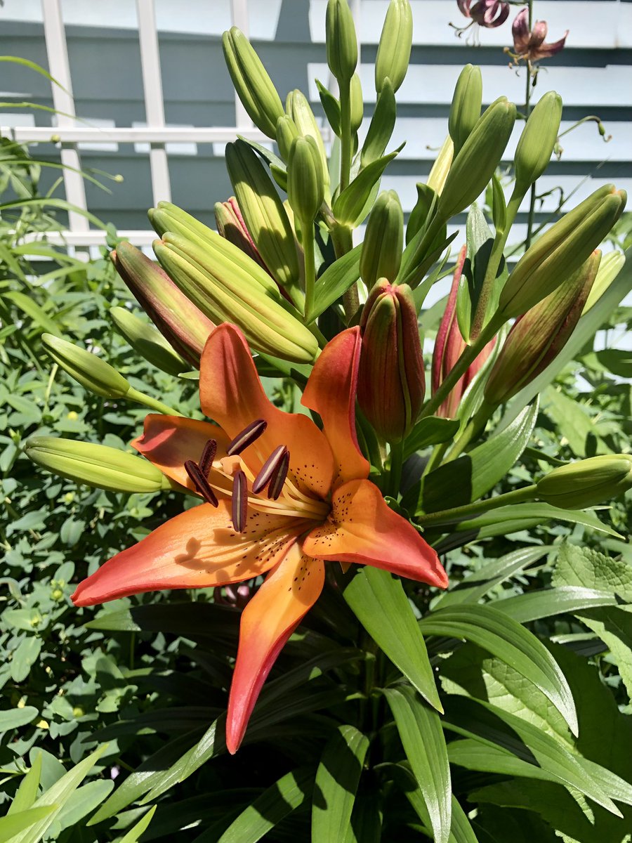 CityMouseGarden's tweet photo. Just a few buds (🤣) as apparently this is #RPRP for this Lily ‘Royal Sunset’. I pull young stems every year to control the size of the patch because I think it would have world conquering aspirations otherwise. The pink & orange just shines together though! #SaturdayMorning https://t.co/PH8LxGAi3I