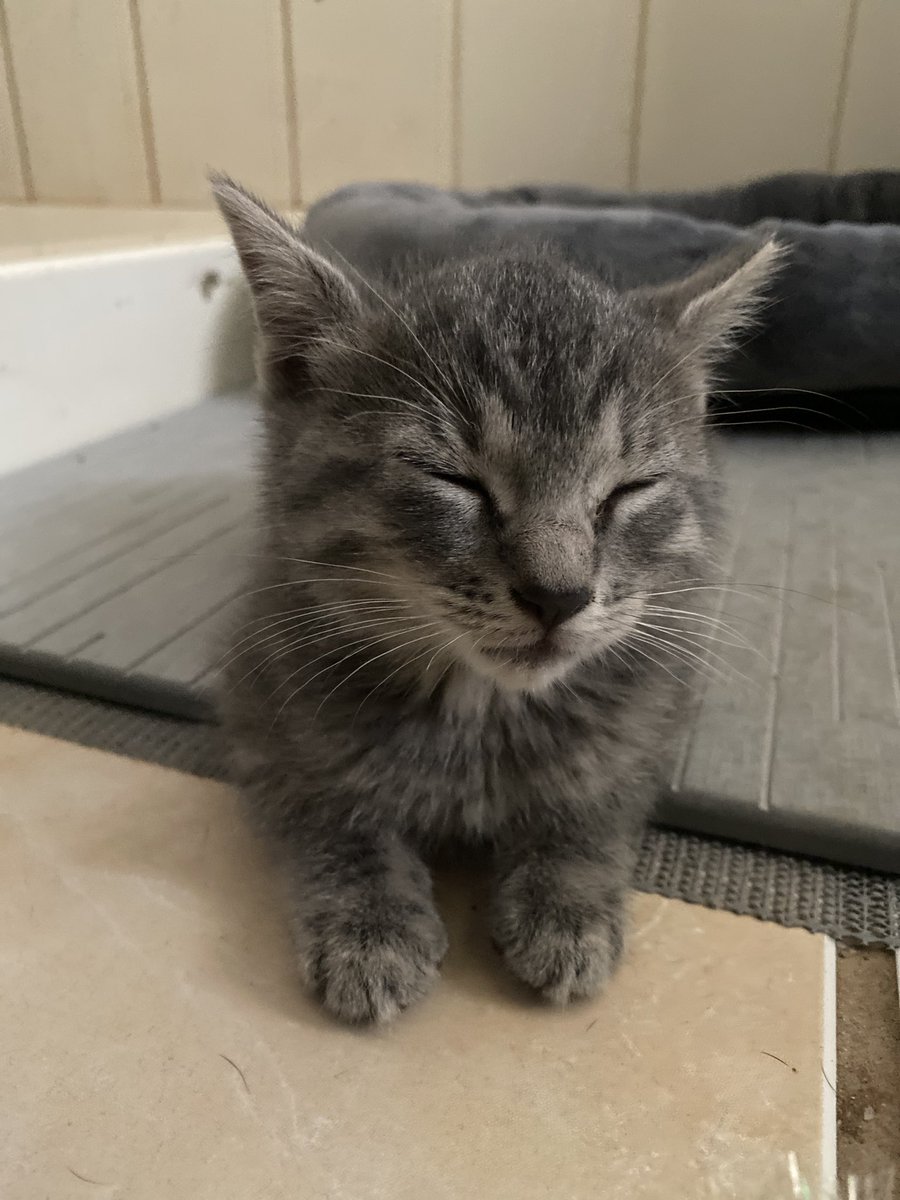 cypressbates's tweet photo. Just LOOK AT HER AND HER LITTLE MURDER MITTENS https://t.co/g1vlIHfEqf