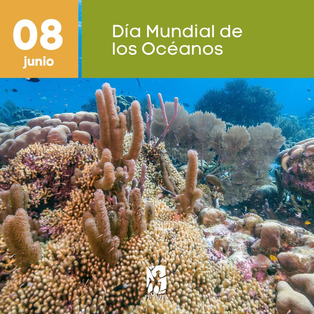 ¿Sabías que los océanos generan al menos el 50% del oxígeno que respiramos? 🌊 Este vasto azul es fundamental para la vida en la Tierra. Además de producir oxígeno, los océanos son la principal fuente de proteínas para millones de personas y un pilar crucial en la economía global