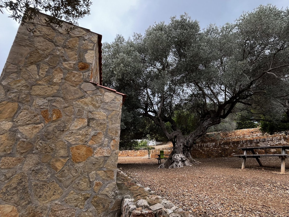 Tenim un país preciós però que nosaltres mateixos maltractem.
L’últim exemple: les oliveres mil·lenàries d’#Alcanar on algun insensat de l’ <a href="/AlcanarAJ/">Ajuntament d'Alcanar</a> va permetre instal·lar unes barbacoes a tocar de les oliveres!!!
<a href="/ComarcaMontsia/">Consell Comarcal del Montsià</a> <a href="/accioclimatica/">Assemblea d'acció climàtica</a>