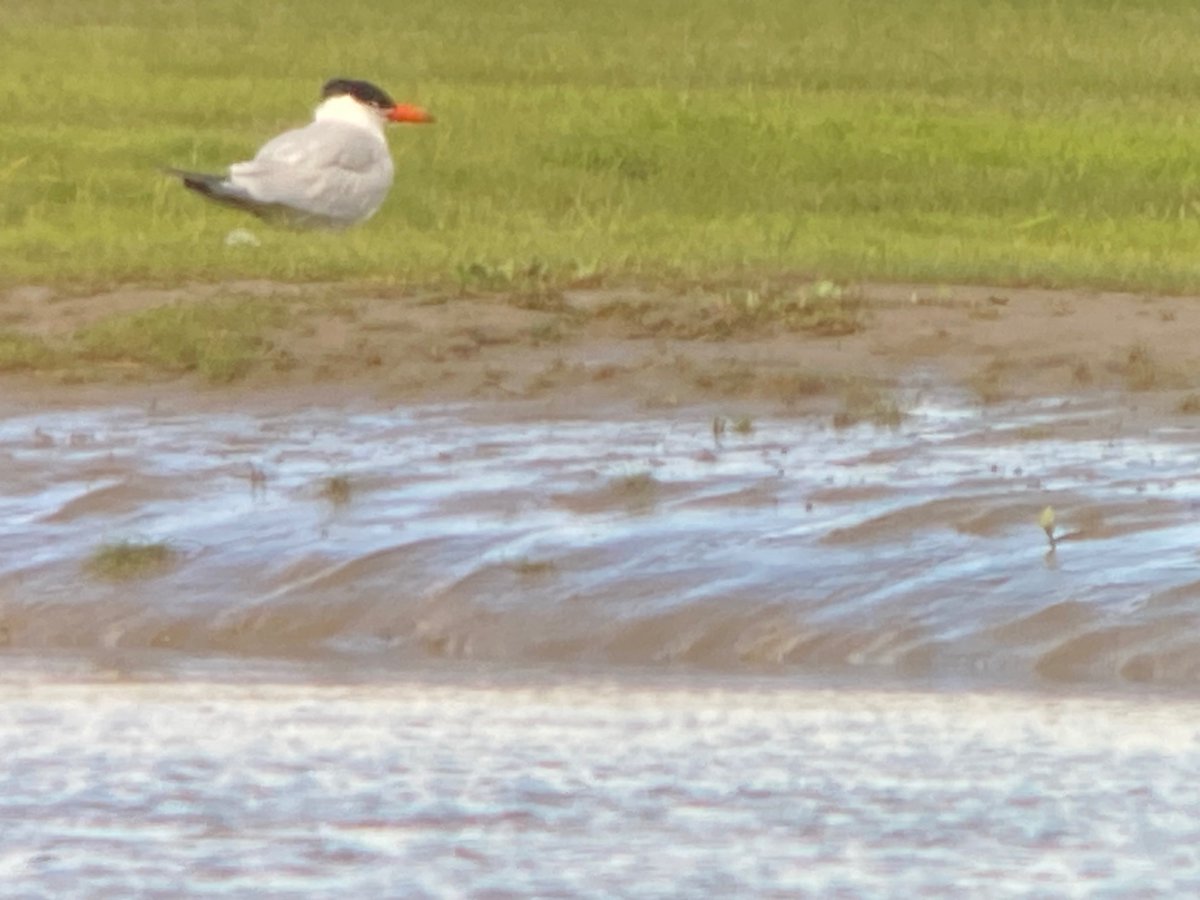 tuffu74's tweet photo. a few pics of the Caspian Tern which was at Castell Du on the high tide . it was on the Glamorgan side when i came across it , before moving off down river ,,, heart rate , just a bit ! https://t.co/eDcoW2Kdg9