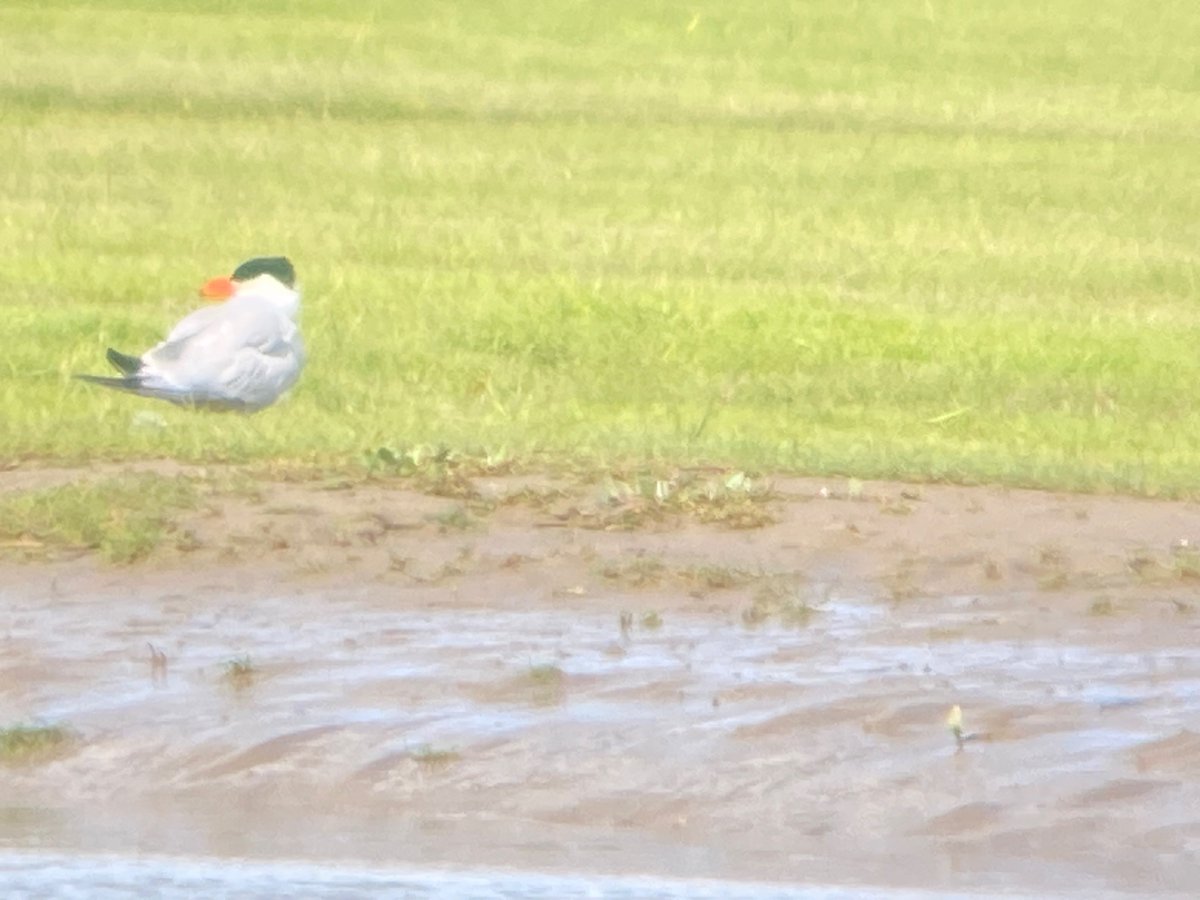 tuffu74's tweet photo. a few pics of the Caspian Tern which was at Castell Du on the high tide . it was on the Glamorgan side when i came across it , before moving off down river ,,, heart rate , just a bit ! https://t.co/eDcoW2Kdg9