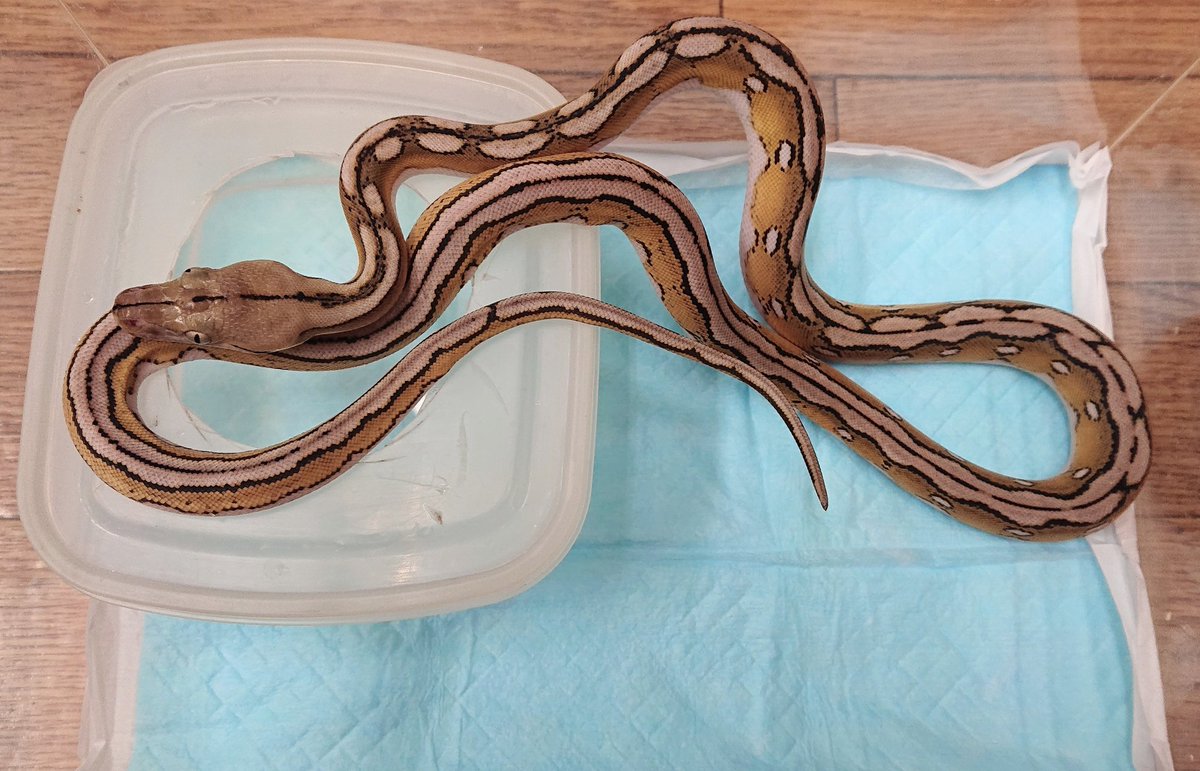 kennyibaraki's tweet image. motley sunfire tiger
reticulatedpython
実物の色味が激ヤバい
これ系が育つと絶妙なオーラを発します
#retic
#reticulatedpython
#レティック
#アミメニシキヘビ
#特定動物
#Malayopythonreticulatus