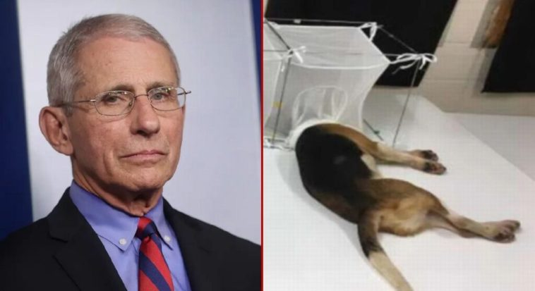 Pismo_B's tweet photo. @elonmusk I still can't get over the fact that Anthony Fauci drugged beagle puppies and stuck their heads in cages to be eaten alive by sand fleas for "scientific research purposes"...  What could we possibly learn from such an experiment? https://t.co/TEwVfrL0fu