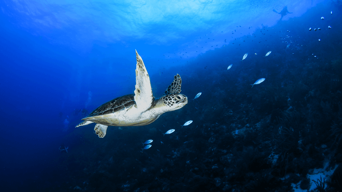 Dive News Curacao (@scubacuracao) on Twitter photo Celebrate <a href="/WorldOceansDay/">World Ocean Day</a> 2024 with us! Discover why Curaçao's reefs are vital and how you can help protect our ocean.👇Read more and take action now! 🌊💙 divecuracao.info/curacao-diving… #scubadiving #diving #news #curacao #SDGs14 #worldoceanday Celebrate <a href="/WorldOceansDay/">World Ocean Day</a> 2024 with us! Discover why Curaçao's reefs are vital and how you can help protect our ocean.👇Read more and take action now! 🌊💙 divecuracao.info/curacao-diving… #scubadiving #diving #news #curacao #SDGs14 #worldoceanday