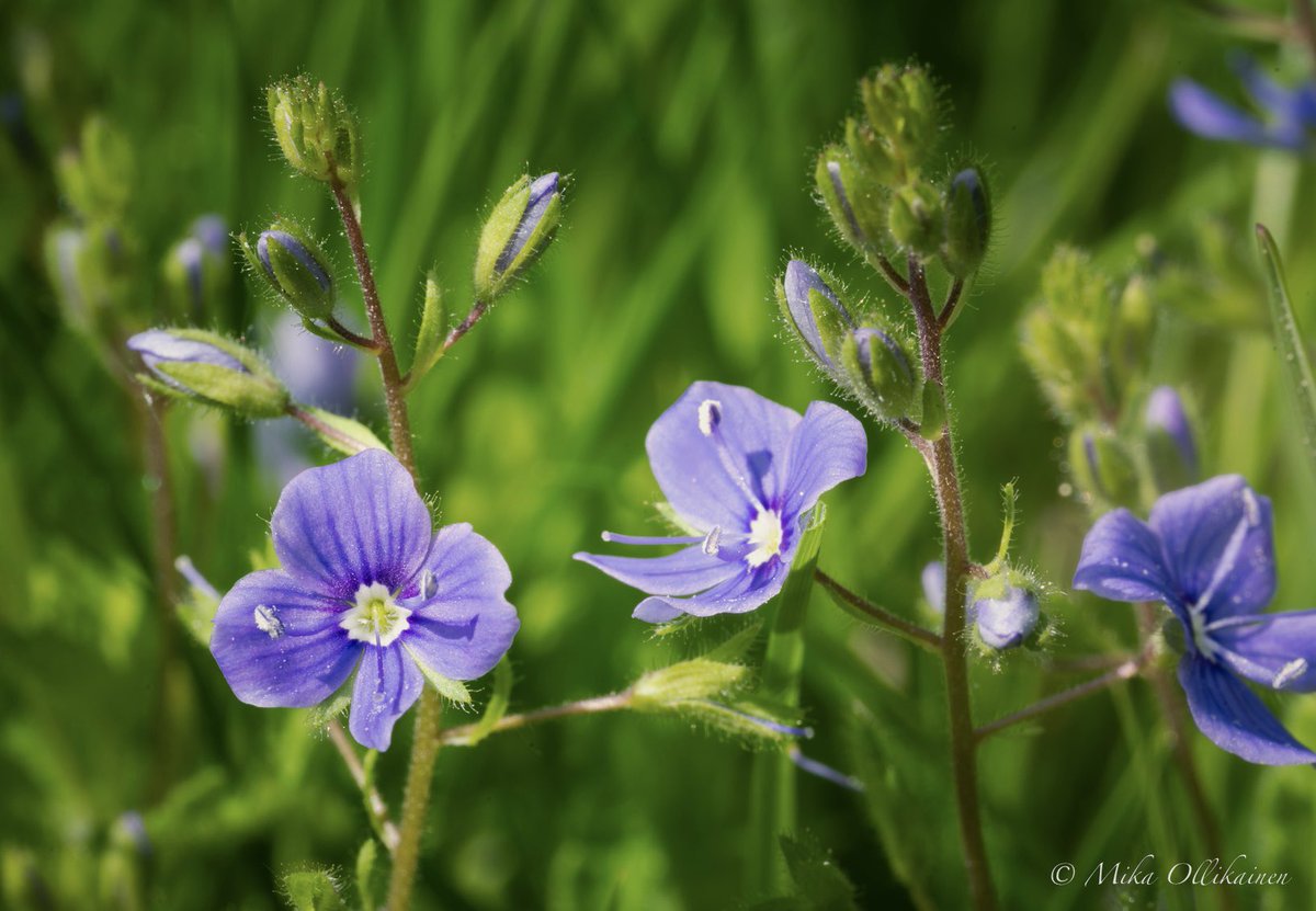 MicaOllikainen's tweet image. Jälleen yksi hyvä syy lykätä nurmenleikkuuta mökillä. Miksi luoda aavikkoa, kun muitakin mahdollisuuksia on. Ja #pölyttäjät tykkää.