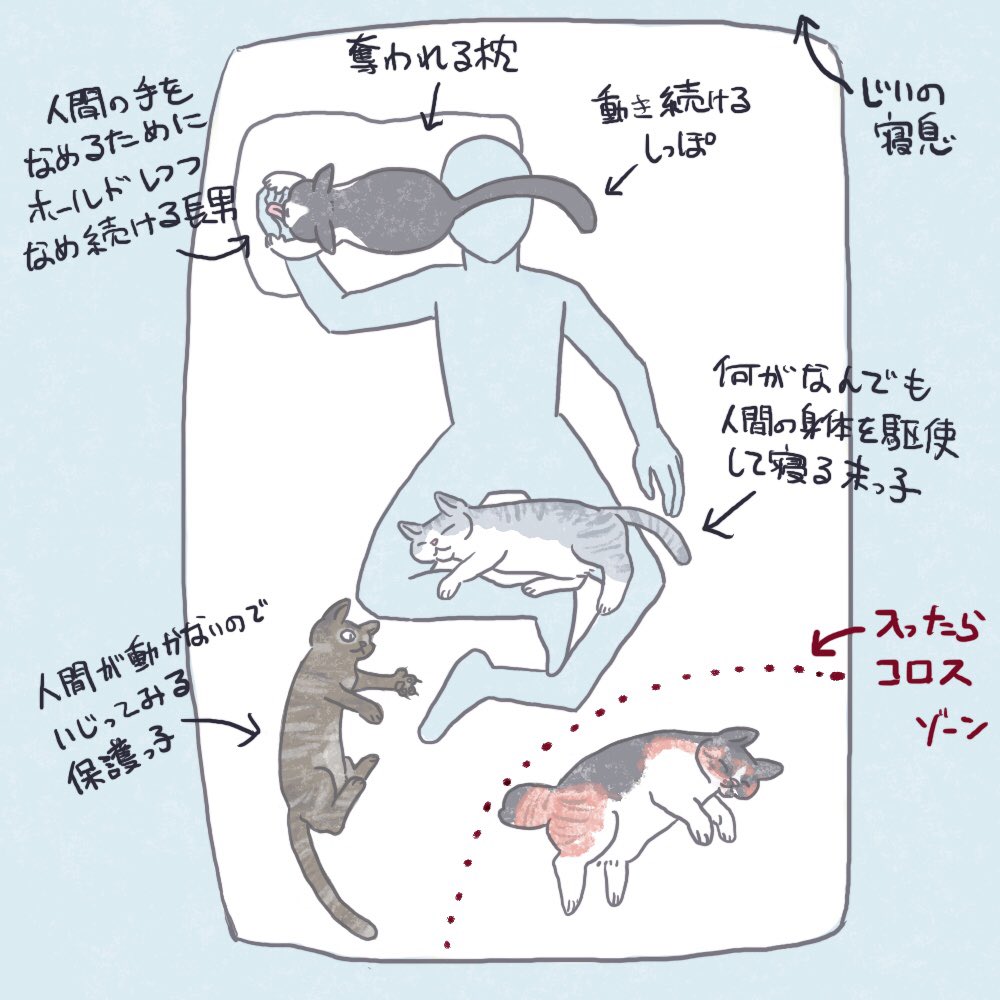最近の睡眠環境です。

でも朝には一人ぼっち……… 