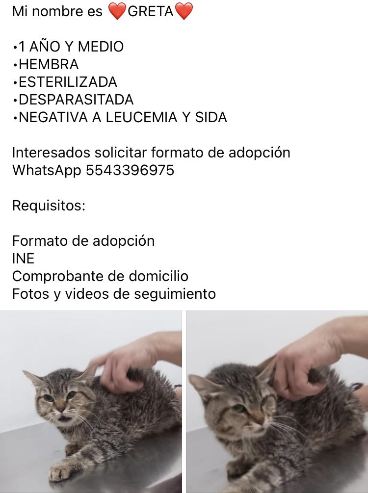 Gina Romero tweet media