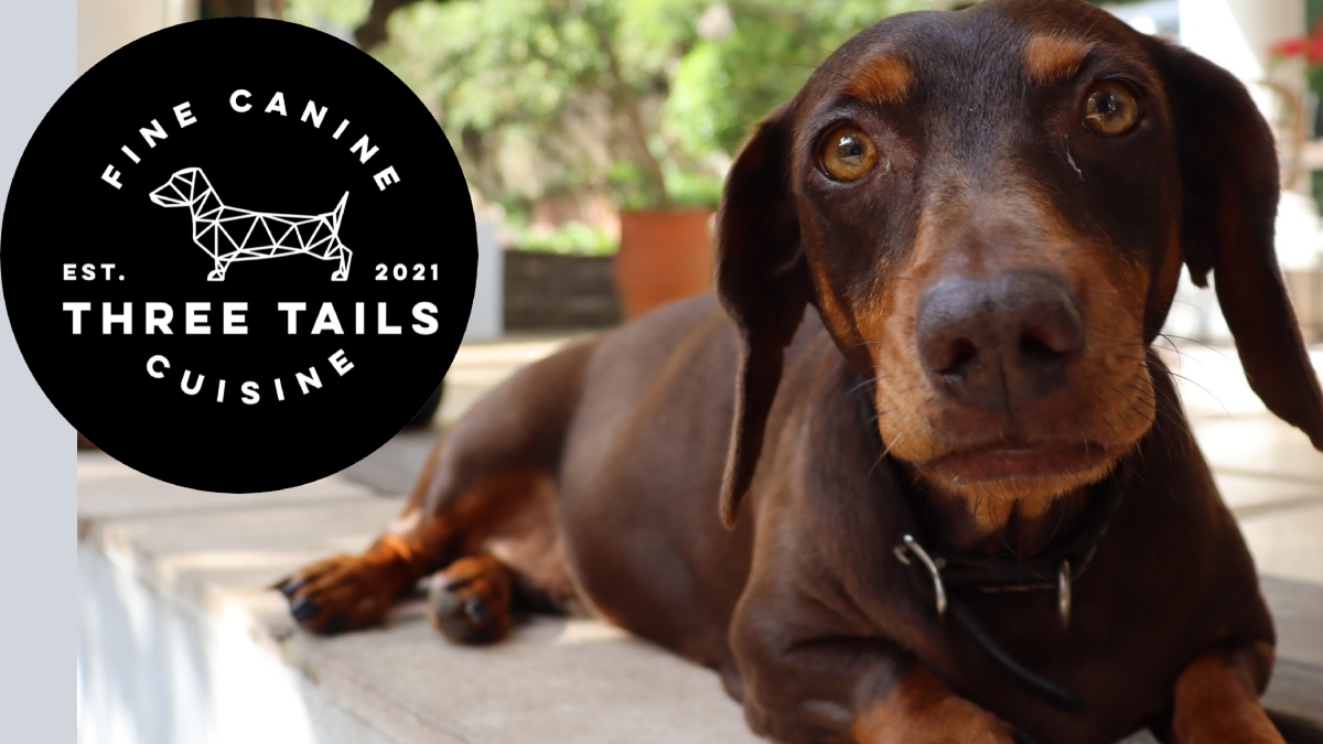 LadiesWise's tweet photo. Three Tails quality raw dog food supplier in Durban https://t.co/PVnrg2j0t0 https://t.co/McQPC0TZaG