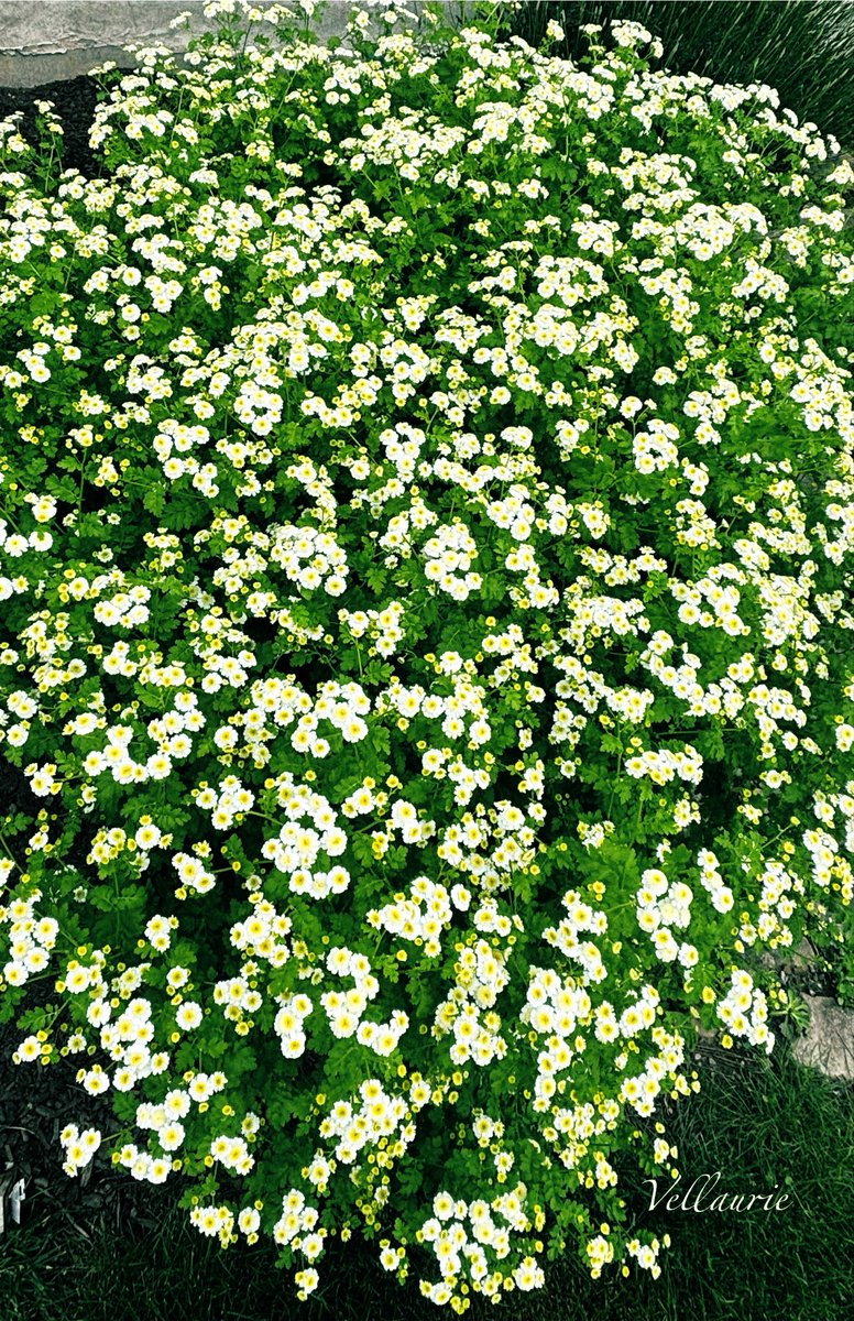 VijayEllaurie's tweet image. Good Morning!☺️ “Learn from yesterday, live for today, hope for tomorrow. The important thing is not to stop questioning”.
Albert Einstein
Have a wonderful Day🕊️ #MyGarden #feverfew #medicinalplants #herbs #gardening #GardenersWorld #FlowersOnX #nature #twitterflowercomunity