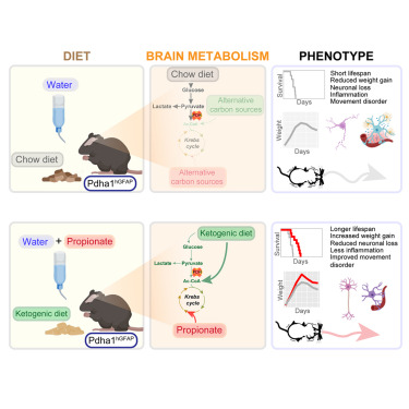 Imaging brain glucose metabolism in vivo reveals propionate as a major anaplerotic substrate in pyruvate dehydrogenase deficiency dlvr.it/T80mX2