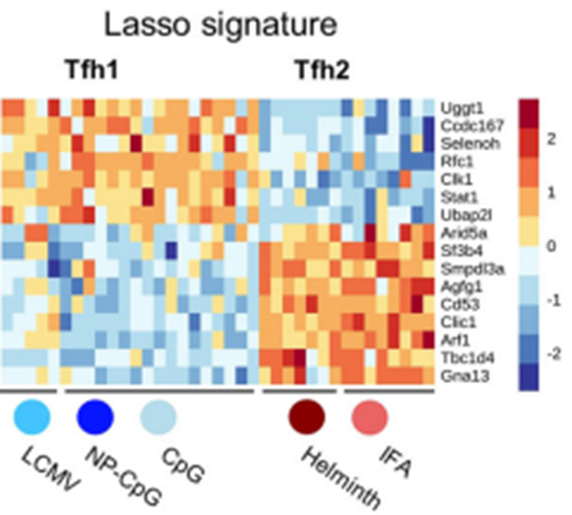 lgraca's tweet image. We used #MachineLearning (#elasticNet #lasso) to find the minimal number of genes that could discriminate the two subsets. We validated the genes with samples from different labs and real infections (virus and parasites) 5/11
