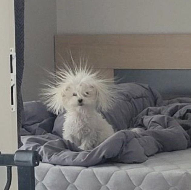 twaniimals's tweet photo. good morning https://t.co/QAl6NQnGJU