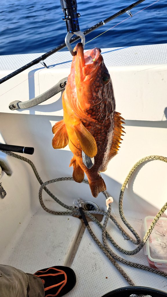 今年初釣行
小浜湾沖
アコウ