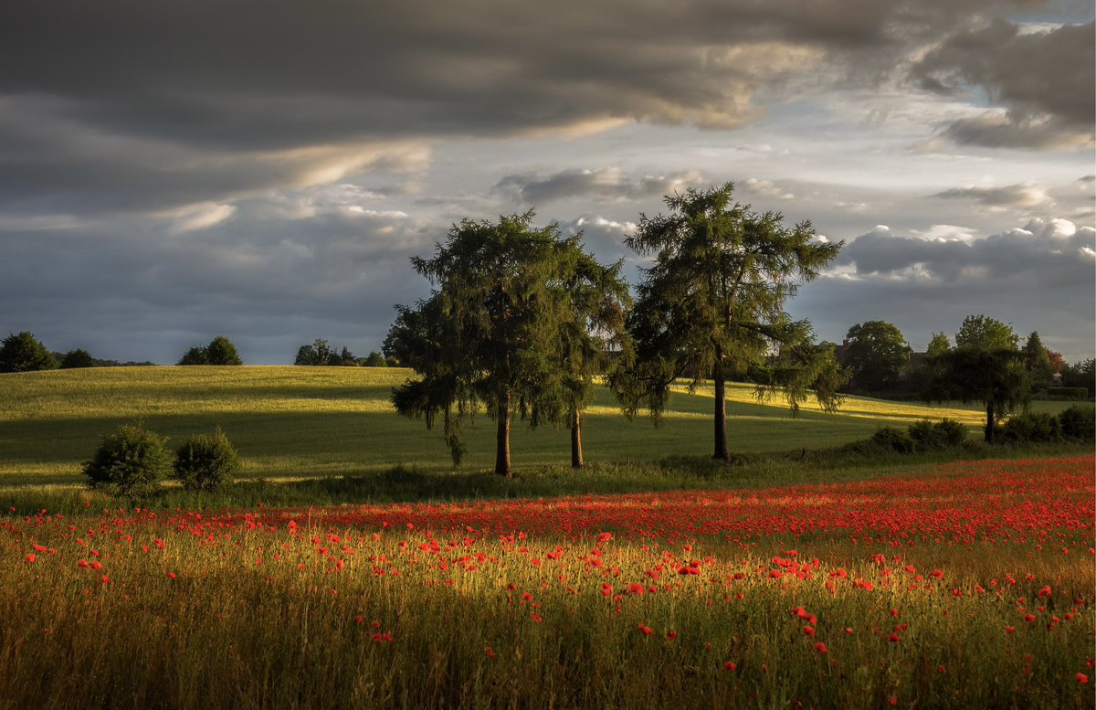 VerityMilligan's tweet photo. Any way, I’ve been working constantly on commercial jobs, but here’s a photo from the archive as I look forward to poppy season. https://t.co/laB4H3K1hy