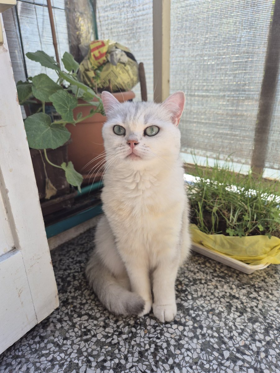 ivelol_'s tweet photo. Patiently waiting for the match vs @SolaryTV today 🐈🌞🌿 #RIPWIN https://t.co/c2K4AEI9iJ