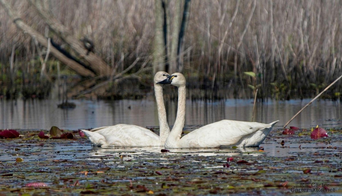 CartersXRd's tweet image. 2024.cartersxrd.net/2024.05.08.html