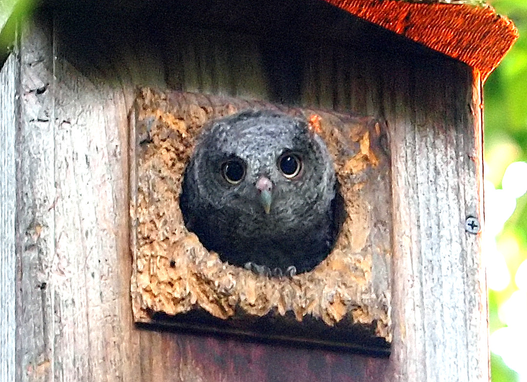 kala61857's tweet image. Little Frito Portrait
Owlet #3. Only saw this 1 on the last day of there being babies in the box. Probably the youngest baby
Eastern Screech Owl (Megascops asio)
kapturedbykala.com/Birds/i-kw695W8
#owls #babyowl #ScreechOwls #cutie