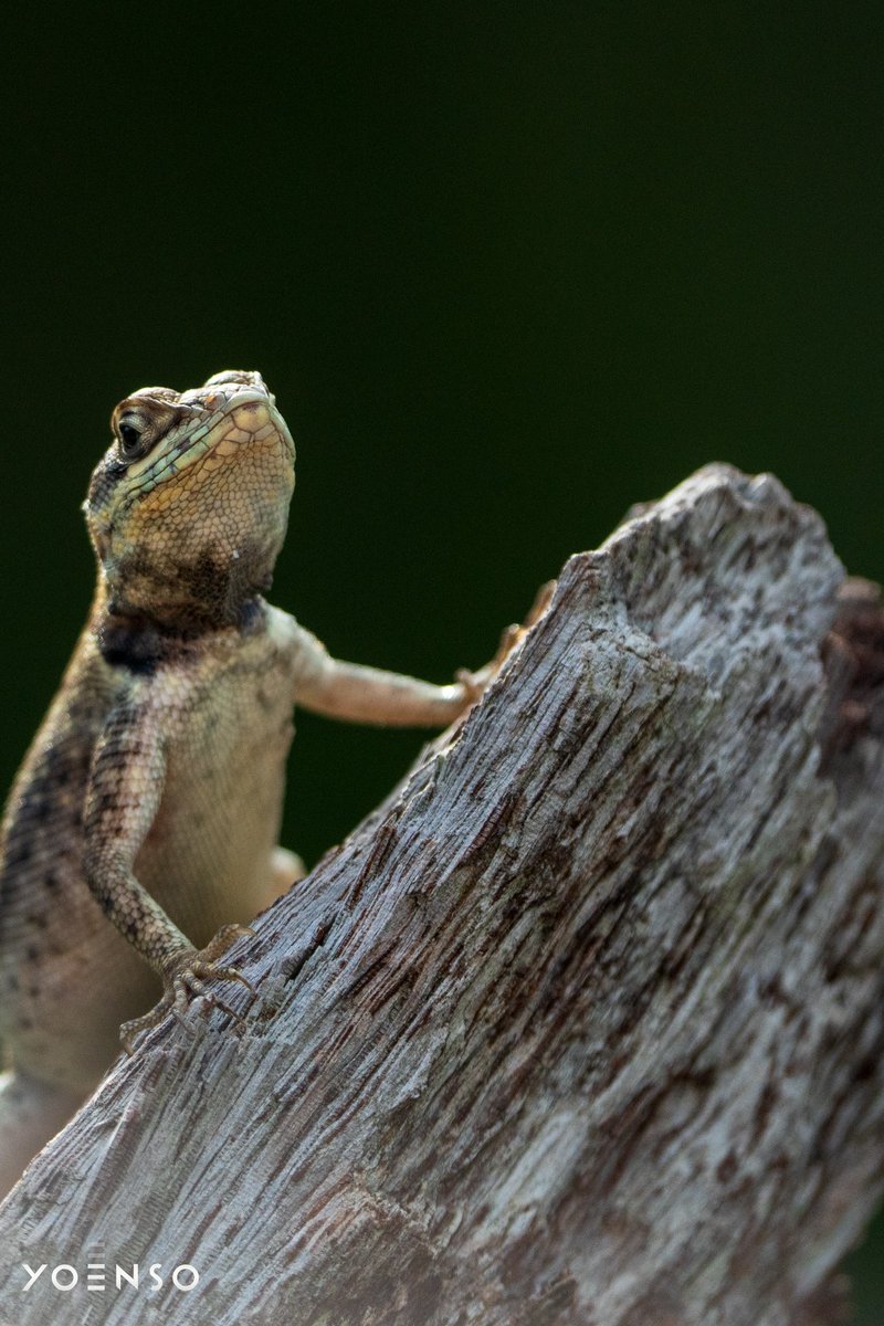willgofurther's tweet photo. Lizards 🦎 i saw in the Amazon rainforest.
#LizardPhotography #AmazonWildlife #NaturePhotography #ReptileLovers #WildlifePerfection #ManausBrazil #JungleCreatures #NatureShots #WildlifeAddicts #AmazonRainforest #SelvaAmazónica #FaunaAmazônica #ReptilesDelAmazonas #FotografíaDeNaturaleza #FotografiaDeNatureza #VidaSelvagem #SelvaTropical #AnimaisDoBrasil #SelvaDoBrasil #CriaturasDaSelva