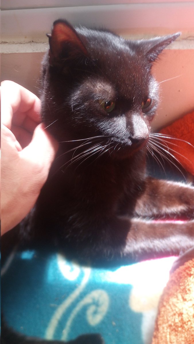 So my half feral house cat Smush decided to move out 2 weeks ago because he was in angsty teen and I just took his balls off. He moved back in this morning and hasn't stopped meowing for me to come pet him