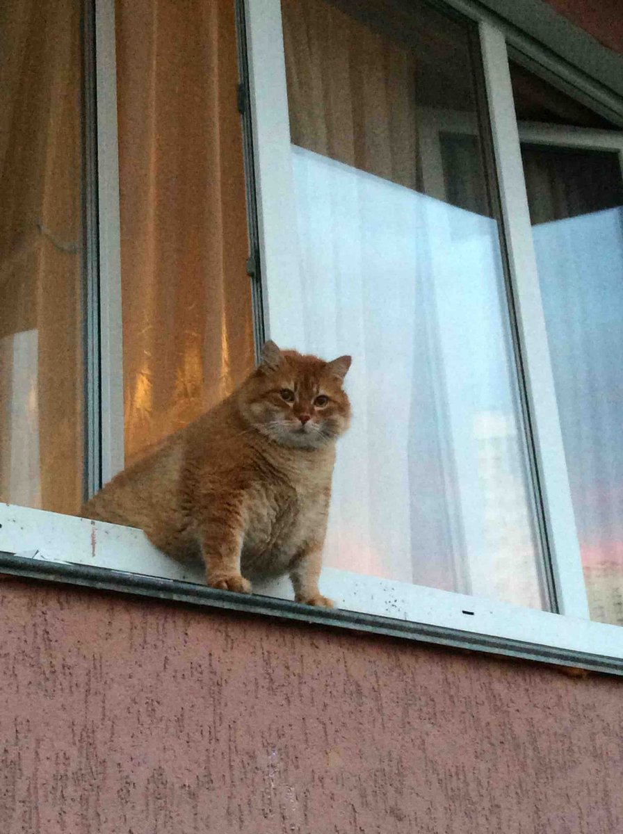 Corporate_Cats's tweet photo. When you run out of money to buy the $icp dip https://t.co/cjBGsQHZ8q
