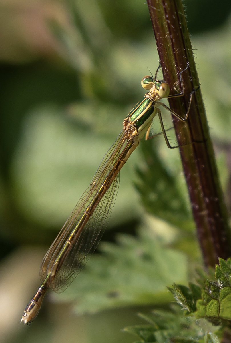 stevereynaert's tweet photo. A morning of exciting discoveries, at Sandwich Bay this morning. My first Southern Emerald Damselfly for many years and a Ferret!!!
I assume a lost pet rather than a wild one.
@Sandwichbirdobs @BDSdragonflies @MarcHeathym007 @mothyflowergirl https://t.co/5RN0VIQ0P1