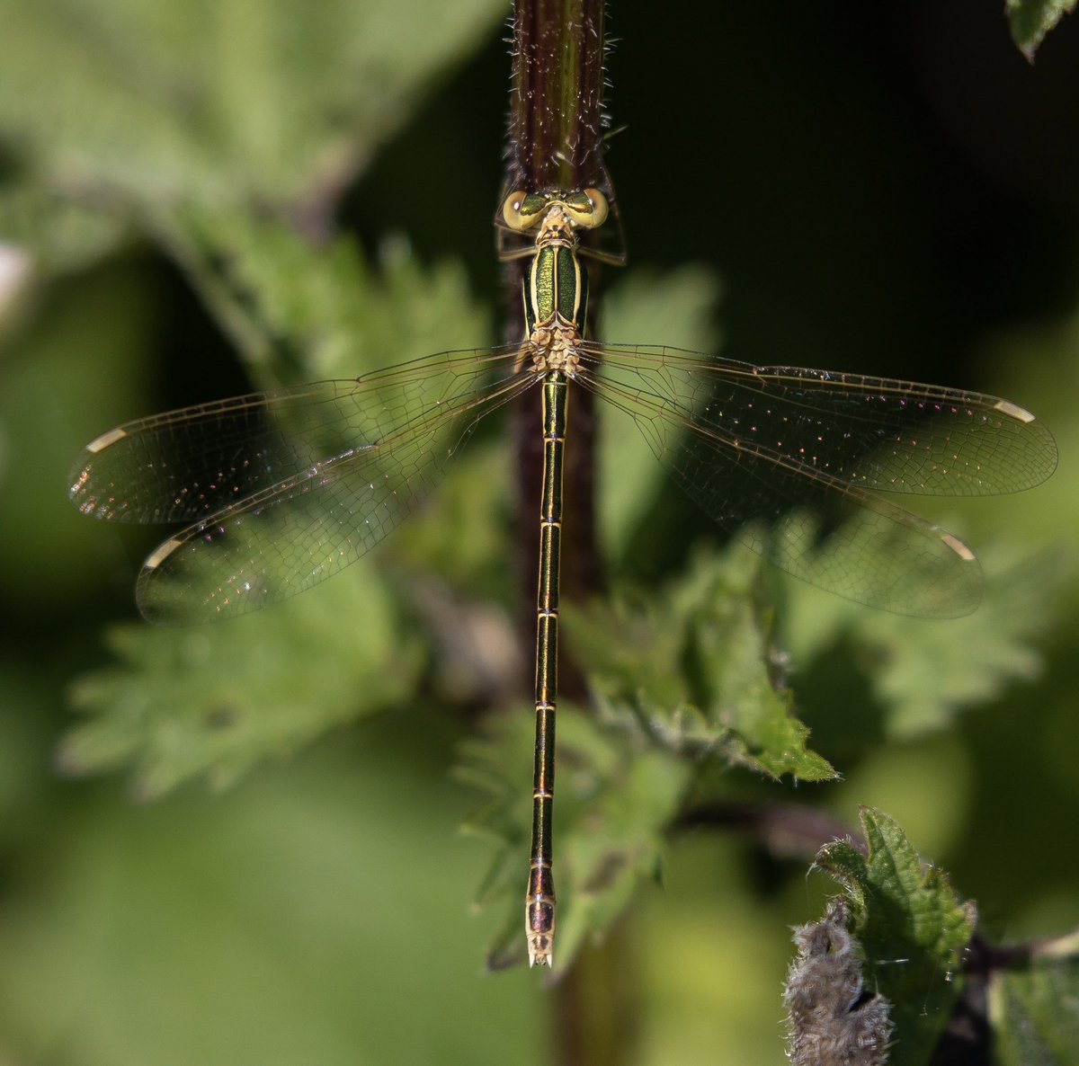 stevereynaert's tweet photo. A morning of exciting discoveries, at Sandwich Bay this morning. My first Southern Emerald Damselfly for many years and a Ferret!!!
I assume a lost pet rather than a wild one.
@Sandwichbirdobs @BDSdragonflies @MarcHeathym007 @mothyflowergirl https://t.co/5RN0VIQ0P1