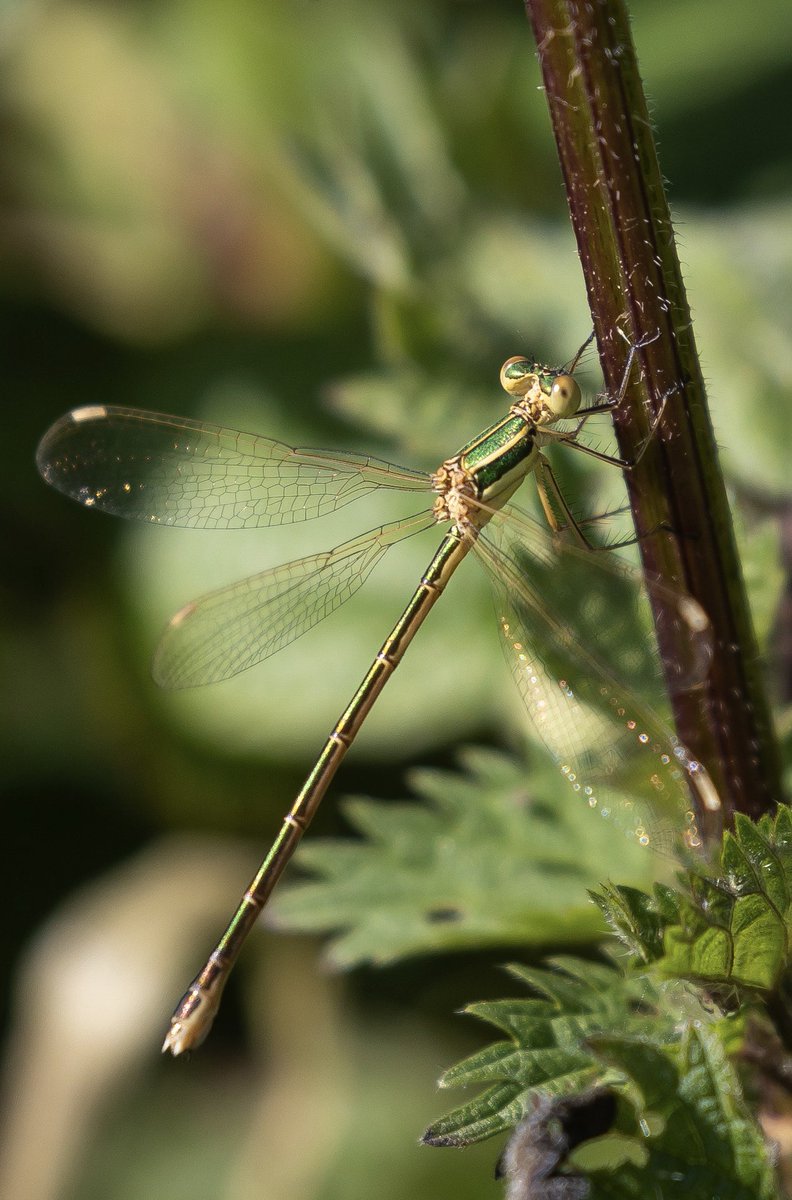 stevereynaert's tweet photo. A morning of exciting discoveries, at Sandwich Bay this morning. My first Southern Emerald Damselfly for many years and a Ferret!!!
I assume a lost pet rather than a wild one.
@Sandwichbirdobs @BDSdragonflies @MarcHeathym007 @mothyflowergirl https://t.co/5RN0VIQ0P1
