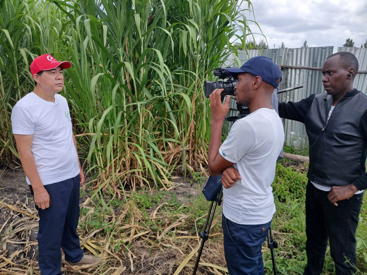 JuncaoGrass's tweet photo. The power of #media in communicating the Chinese Magic #Juncaograss is key because through such interviews we tell farmers and potential ones more about #Juncaotechnology.Today we had @KTNNewsKE Farm Kenya crew to highlight our story of meeting #foddershortage in Kenya https://t.co/nauCh7daY7