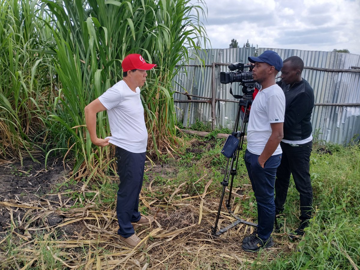 JuncaoGrass's tweet photo. The power of #media in communicating the Chinese Magic #Juncaograss is key because through such interviews we tell farmers and potential ones more about #Juncaotechnology.Today we had @KTNNewsKE Farm Kenya crew to highlight our story of meeting #foddershortage in Kenya https://t.co/nauCh7daY7