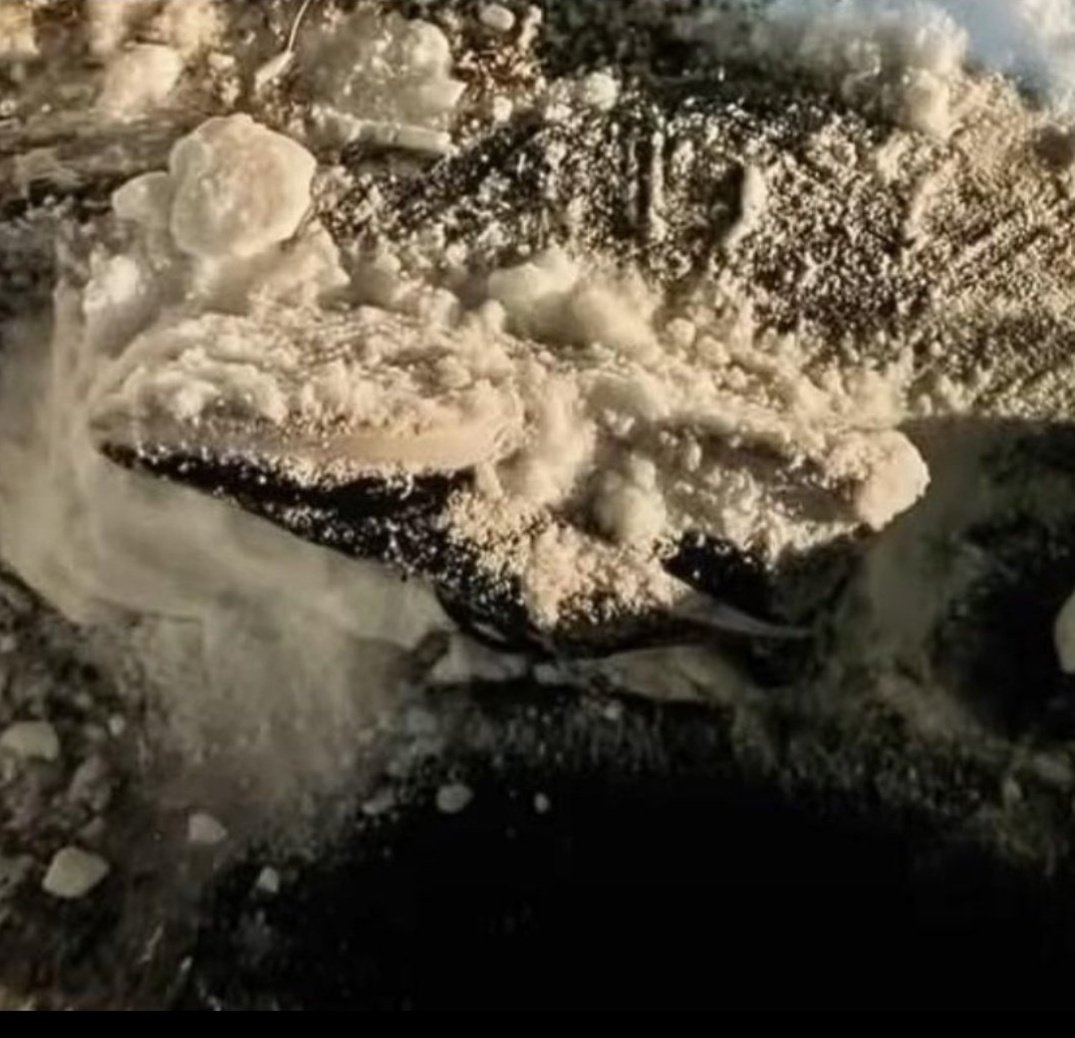 snarkdetector2.0 tweet media