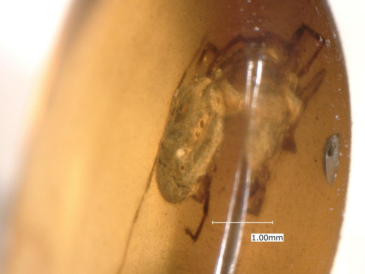 1-2 ラクダムシ目(Raphidiodea)の一種の幼虫？
3-4 ダニ目(Acari)の一種？

Kachin State, Myanmar (99 Ma)