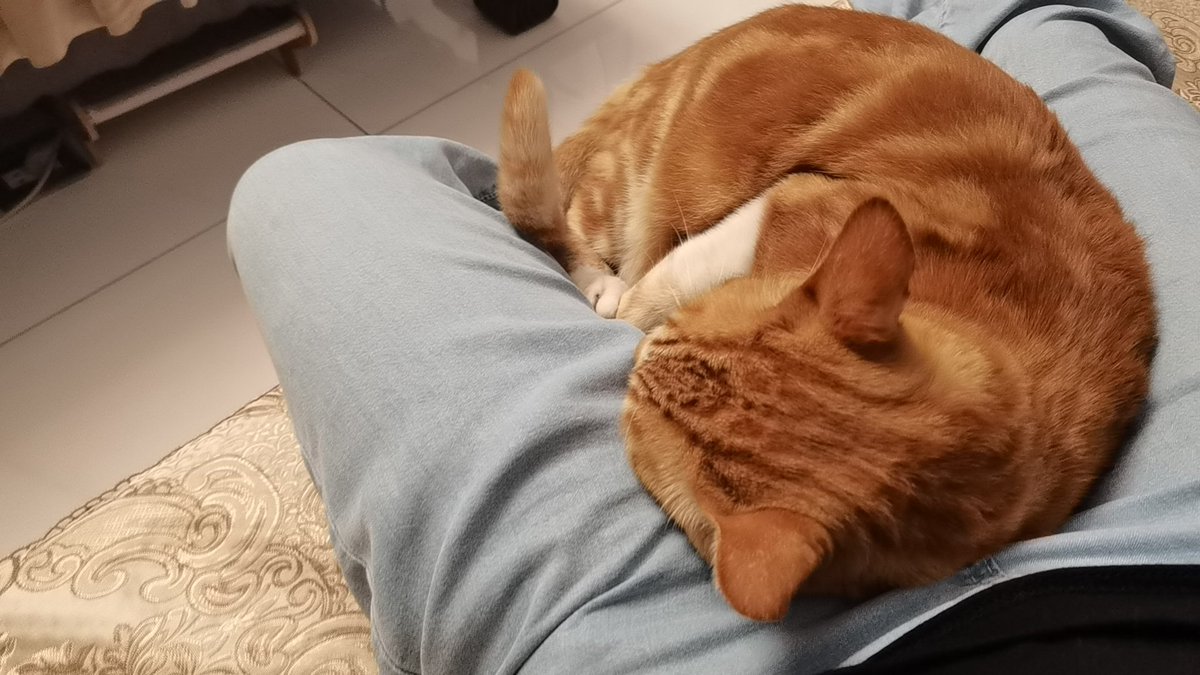 腿间长猫了 https://t.co/x0yiL0TCT3