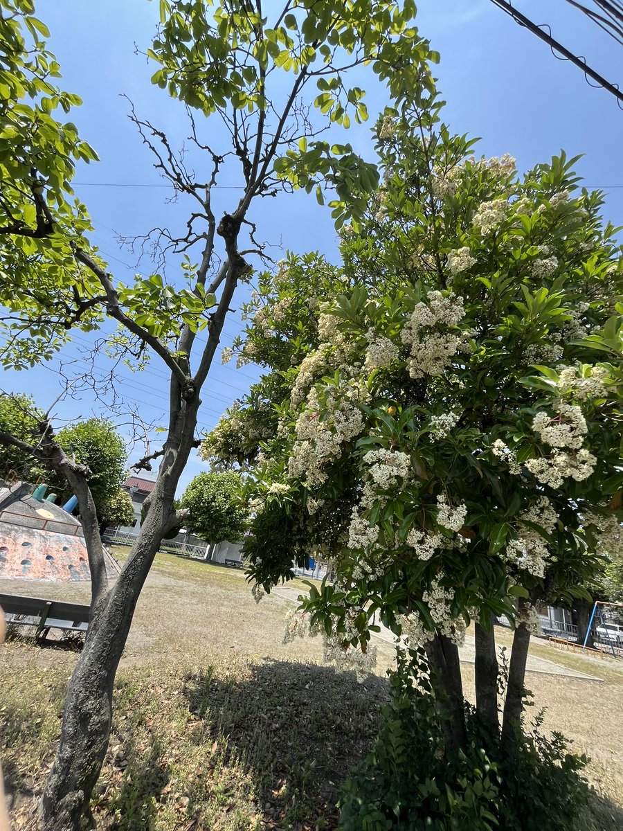 michiko_neko299's tweet photo. 珊瑚樹
車の運転中に珊瑚樹が咲いていたので、近所の公園のも咲いてるか?と行ってみると…
お見事👏👏👏
相変わらずハチ🐝さんは大好きなようでブンブンいってる
#CoralTree https://t.co/wYJTl0mlaU