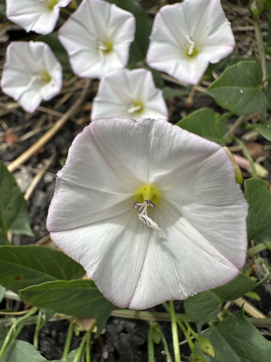 Alves Elisabete (@eaxpereira) on Twitter photo 